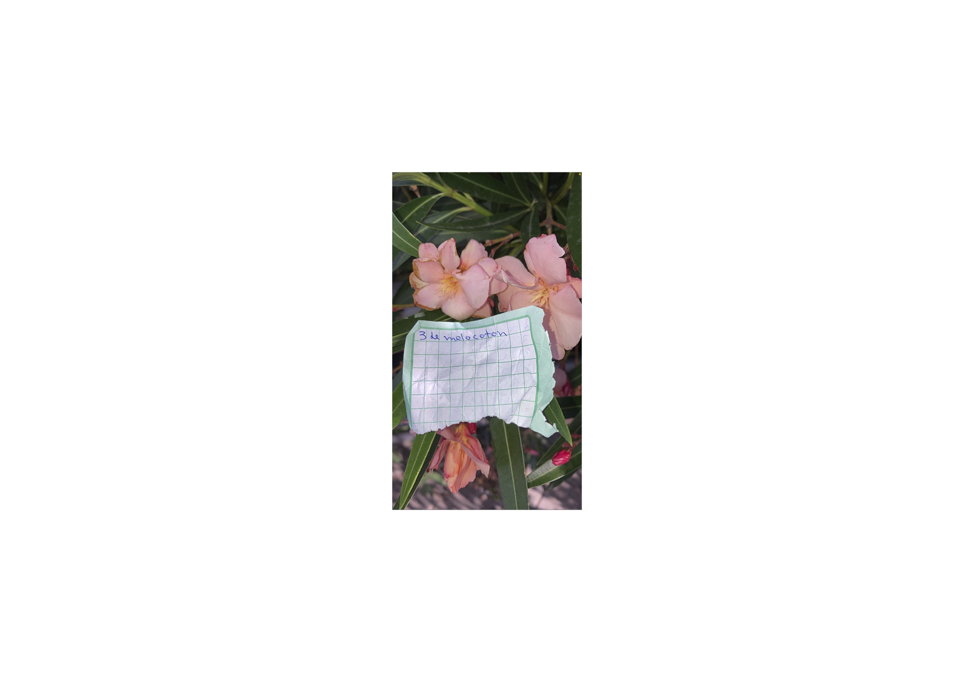 Bernardita Morello - 