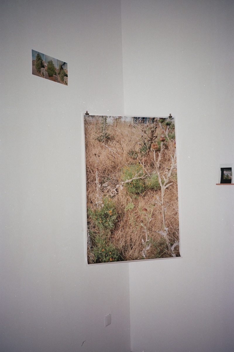 Bernardita Morello - 